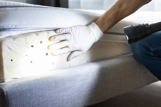 Best Pest Control Near Me  in Roxboro, NC