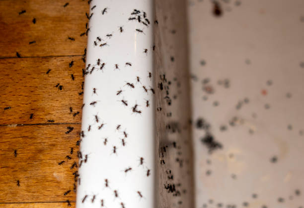 Best Exterminator Services  in Roxboro, NC