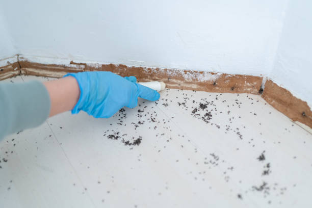 Best Termite Control Services  in Roxboro, NC