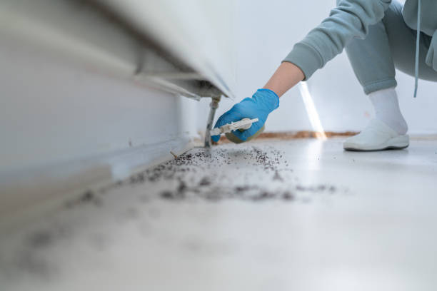 Best Wasp Removal Services  in Roxboro, NC
